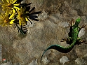Iguana&Flowers